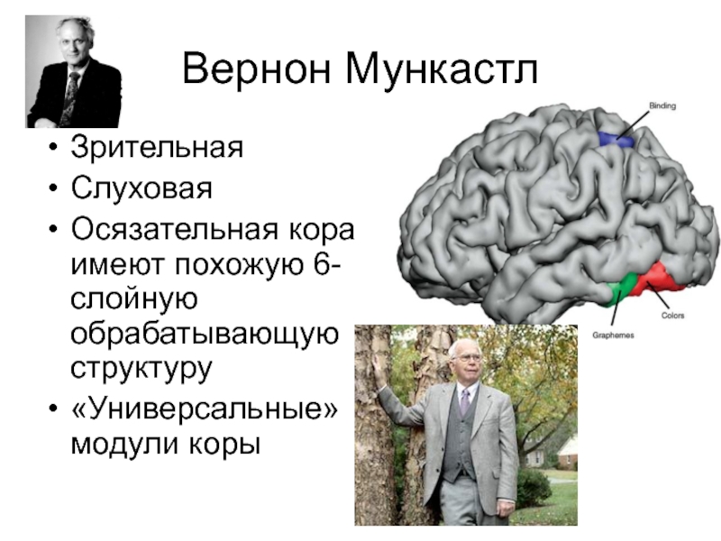 Слушать лекцию о мозгах. Нейрофизиология высшей нервной деятельности. Нейрофизиология и Высшая нервная деятельность. Основы нейрофизиологии. Лекции по нейрофизиологии.