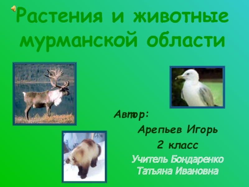 Презентация Растения и животные Мурманской области
