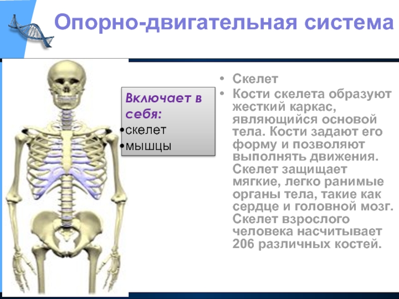 Для скелета не характерна. Скелет взрослого человека. Скелет каркас. Скелет образован. Твердый скелет человека.