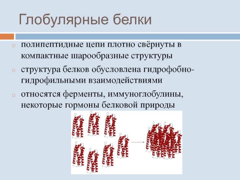 Полипептидная цепь белков. Гемоглобин это глобулярный белок. Структура глобулярных белков. Глобулярные белки структура. Структура белки глобула.