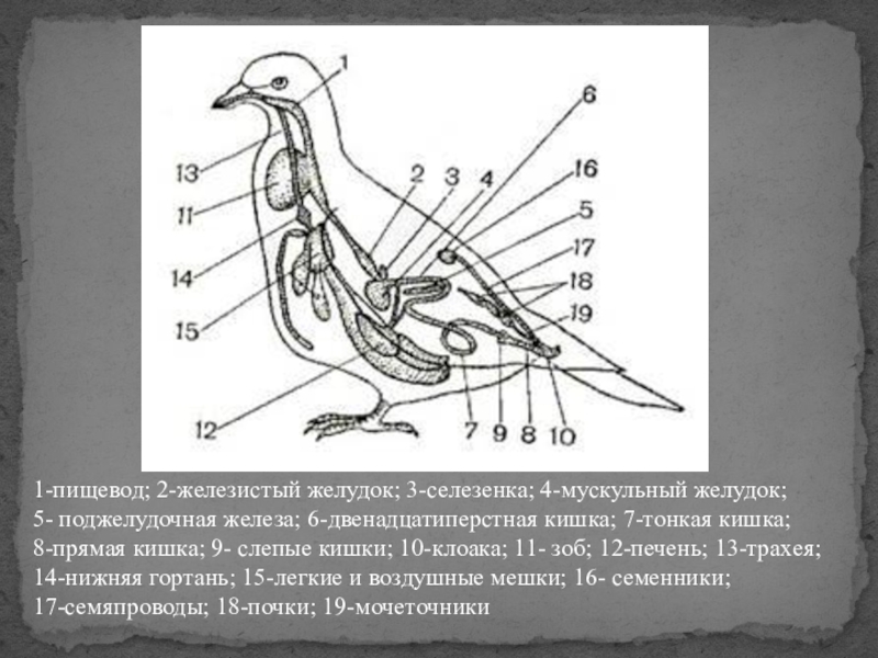 Мускульный отдел желудка образовался у птиц. Железистый и мускульный желудок. Пищеварение птиц. Мускульный желудок у птиц. Внутреннее строение голубя.