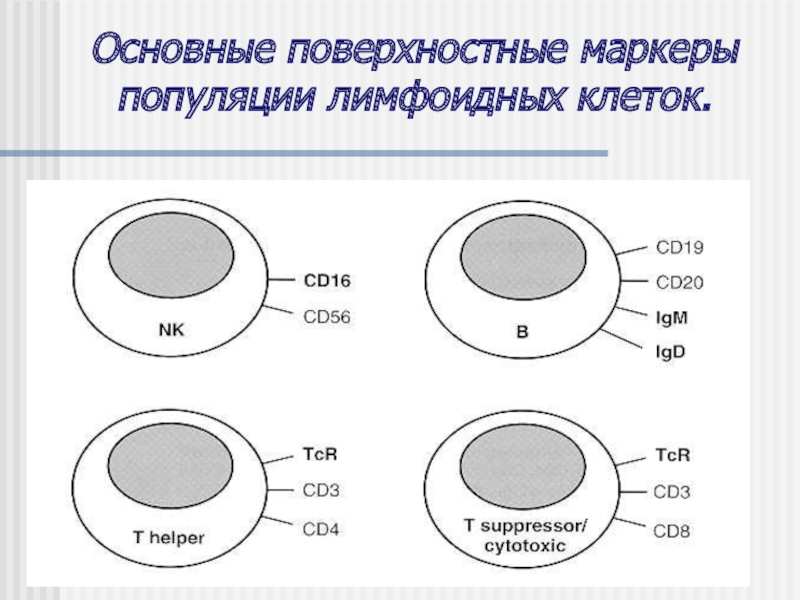 Лимфоидное кольцо блок схема