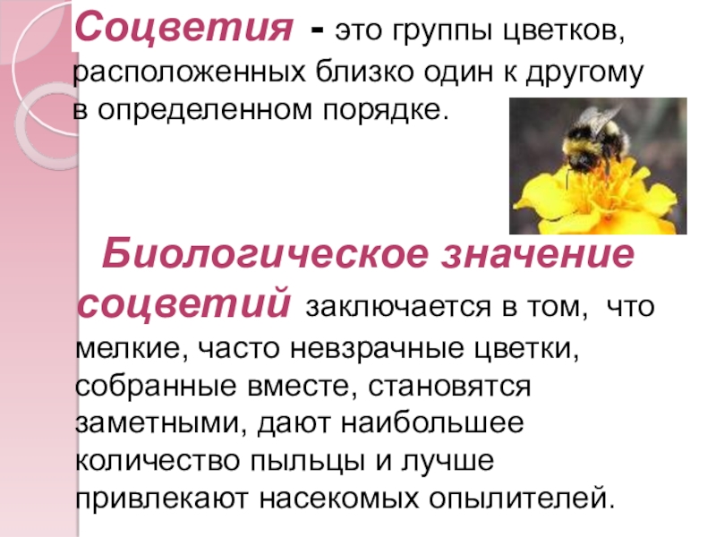 Биологическое соцветие. Биологическая роль соцветий 6 класс. Соцветия и их биологическое значение. В чем заключается биологическое значение соцветий. Каково биологическое значение соцветия.