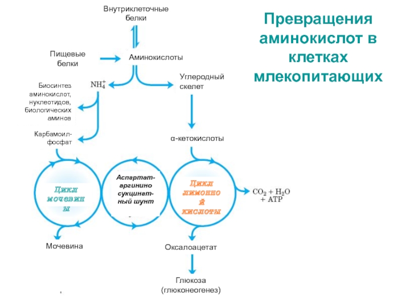 В синтезе нуклеотидов участвует аминокислота. Общая схема синтеза аминокислот. Внутриклеточные превращения аминокислот. Поступление углеродных скелетов аминокислот в цикл Кребса схема. Биосинтез аминокислот цикл Кребса.