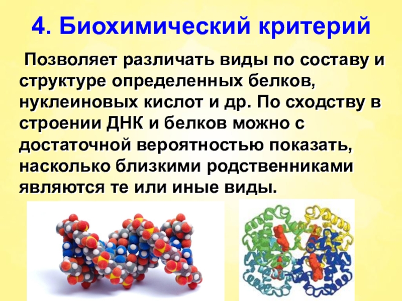 4. Биохимический критерий	Позволяет различать виды по составу и структуре определенных белков, нуклеиновых кислот и др. По сходству