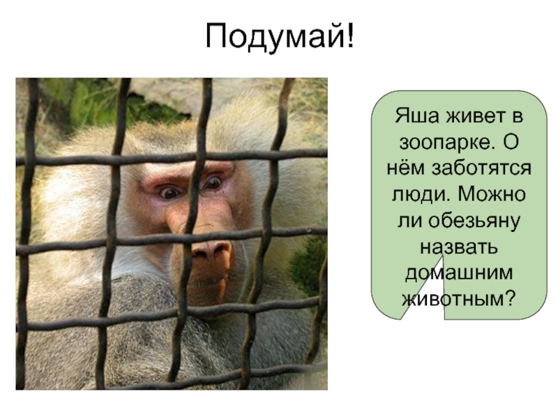 Подумай!Яша живет в зоопарке. О нём заботятся люди. Можно ли обезьяну назвать домашним животным?