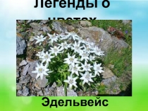 Легенды о цветах. Эдельвейс