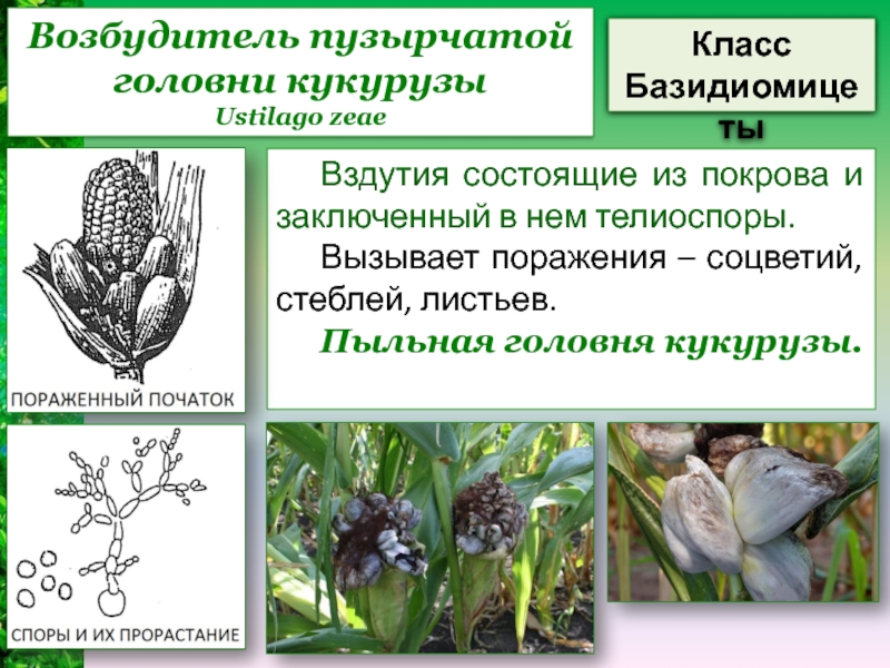 Ustilago zeae возбудитель пузырчатой головни кукурузы. Цикл развития пузырчатой головни кукурузы. Телиоспоры головни. Жизненный цикл пузырчатой головни.