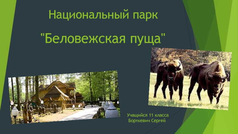 Презентация Национальный парк  "Беловежская пуща"
