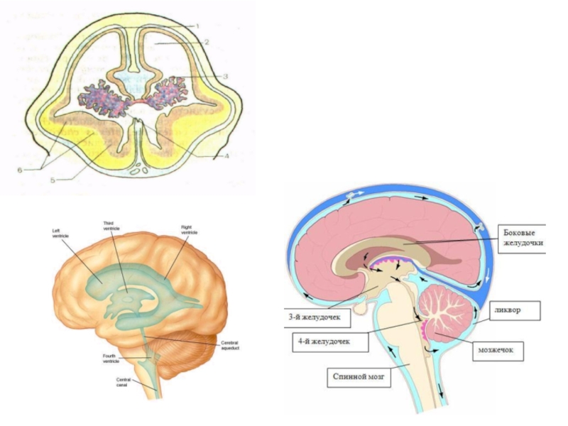 Центральный спинномозговой канал. Образование ликвора в головном мозге. Ликвор в головном мозге. Канал головной рис.