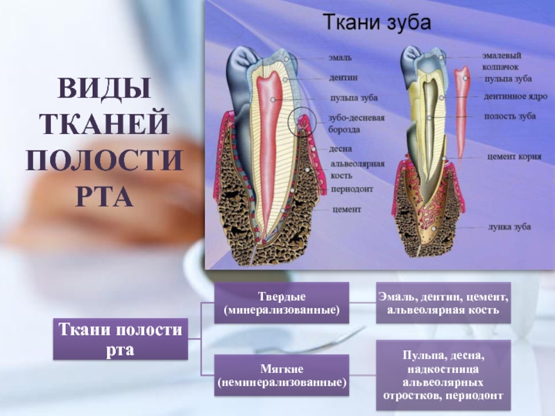 Биохимия зуба. Биохимия тканей зуба. Цемент зуба биохимия. Биохимия зуба.1 виды тканей..