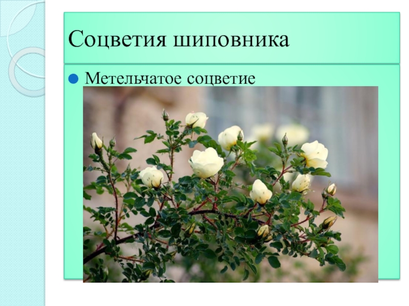 Розоцветные соцветия. Семейство Розоцветные соцветие шиповника. Соцветие шиповника обыкновенного. Шиповник Даурский соцветие. Соцветие шиповника коричного.