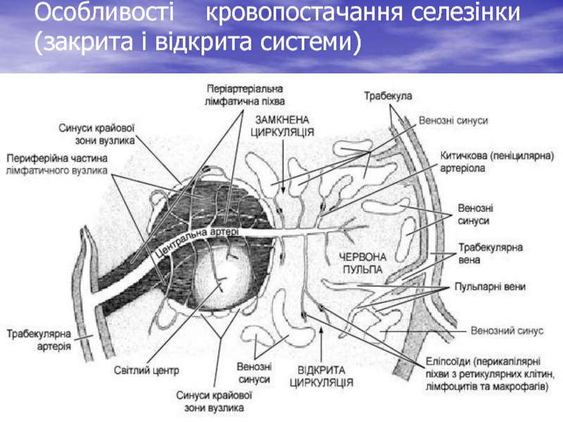 Кровоснабжение селезенки схема