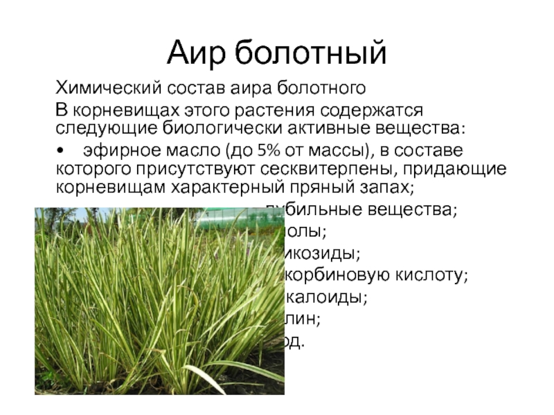 Болотный лечебные свойства и противопоказания. АИР трава. АИР обыкновенный корневища. Растение АИР болотный. АИР растение корень.