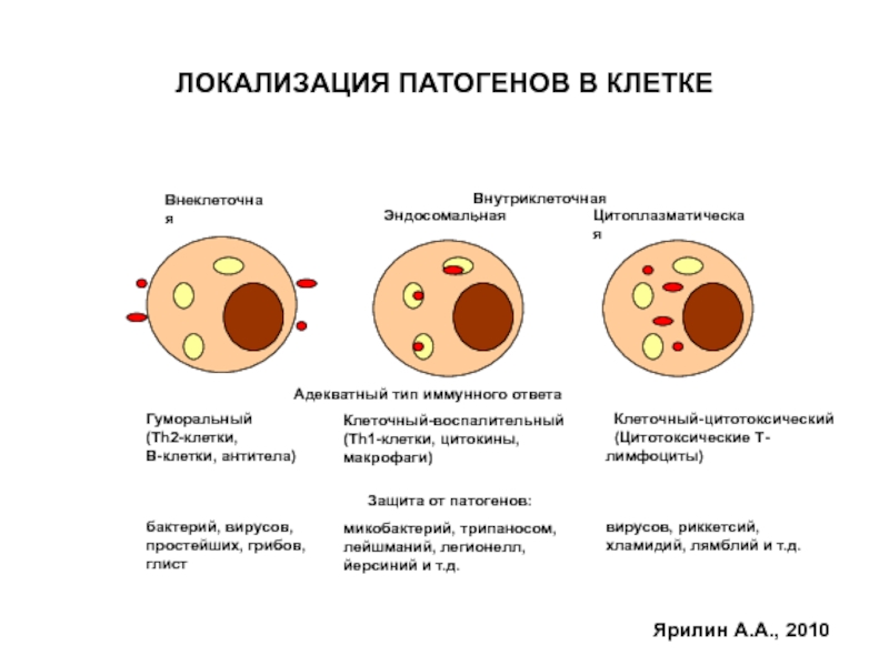 Внутриклеточные паразиты. Тип иммунного ответа в зависимости от локализации патогена. Виды инфекционного иммунитета. Классификация инфекционного иммунитета. Иммунный ответ на внутриклеточные бактерии.