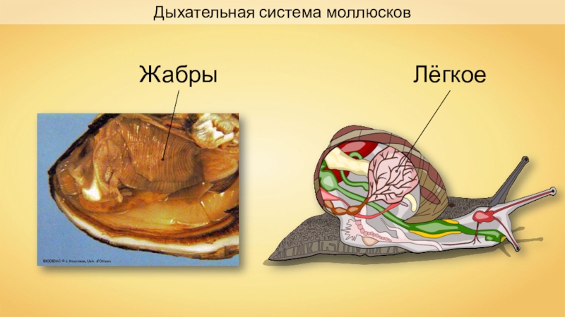 Дыхательное отверстие у улитки на рисунке