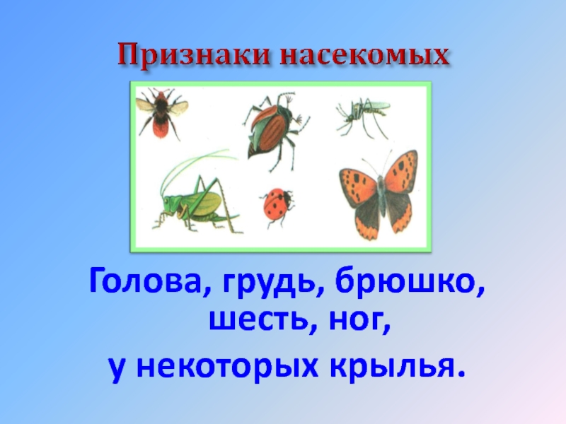 Признак насекомых 1