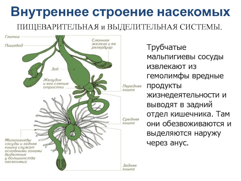 Жировое тело и мальпигиевы сосуды