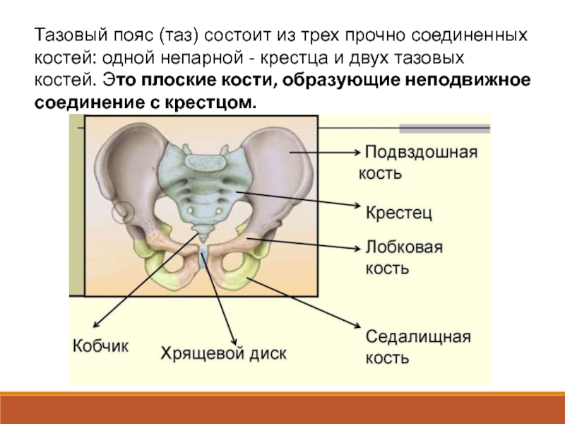 Кости таза схема