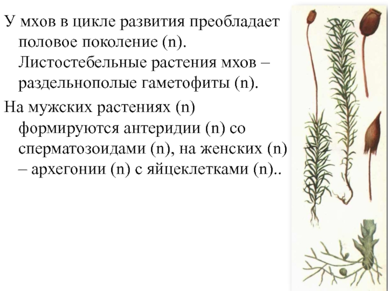 Листостебельные растения спорофит. Кукушкин лен антеридии. Гаметофит моховидных. Листостебельное растение мха. Гаметофит мха.