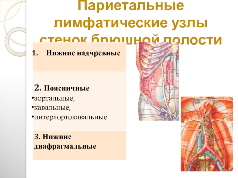 Лимфоузлы брюшной полости схема