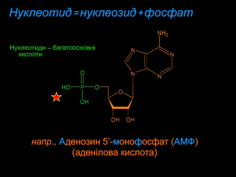 Нуклеотид = нуклеозид + фосфатНуклеотиди – багатоосновні кислоти напр., Aденозин 5’-мoнoфoсфат (AMФ)(аденілова кислота)