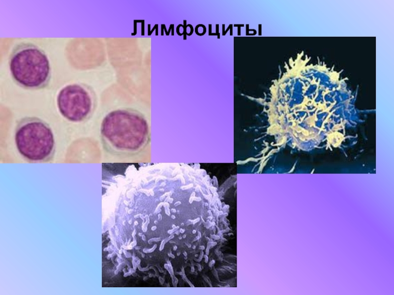 Лимфоциты 3д. Лимфоциты изображение. Лимфоциты картинки. Б лимфоциты. Лимфоциты структура