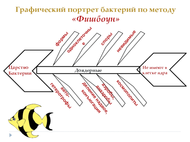 Схема фишбоун рыбий скелет