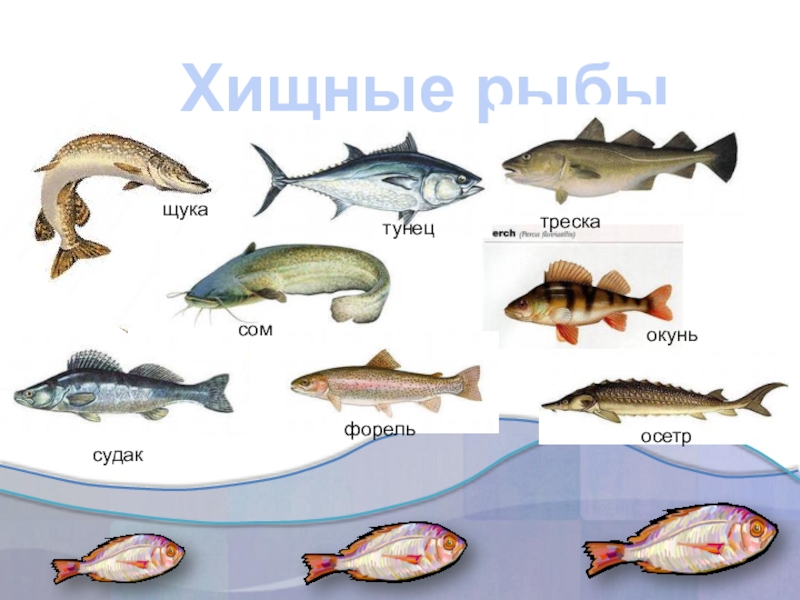 Виды рыб для еды с фото и названиями