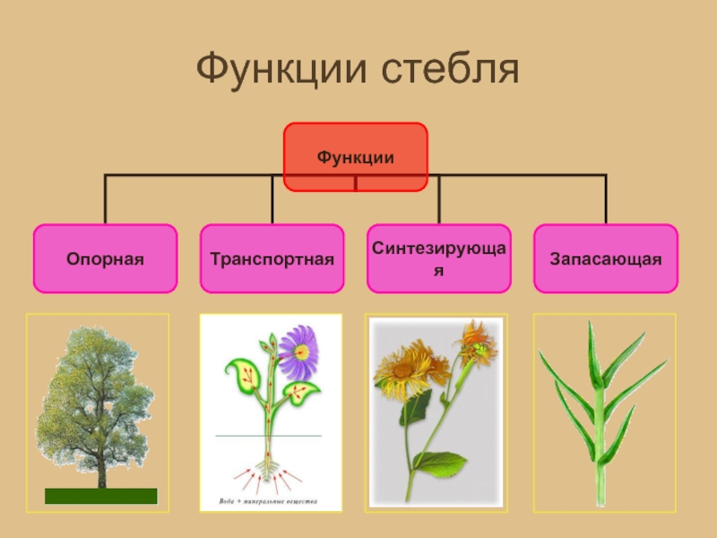 Функции стебля 6 класс. Основные функции стебля. Стебель растения и его функции. Функции стеблевой части цветка. Запасающая функция стебля.