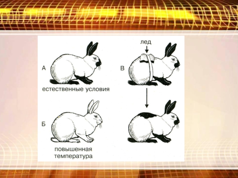 На рисунке изображены горностаевые кролики. Модификационная изменчивость кролик. Горностаевый кролик модификационная изменчивость. Гималайский кролик фенотипическая изменчивость. Ненаследственная изменчивость кролики.