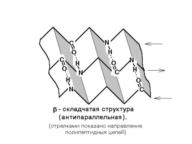 Структуры складчатости. Схема Альфа спирали и бета складчатого листа. Бета структура вторичной структуры белка. Вторичная структура белка бета складчатая структура. Бета складчатая структура.