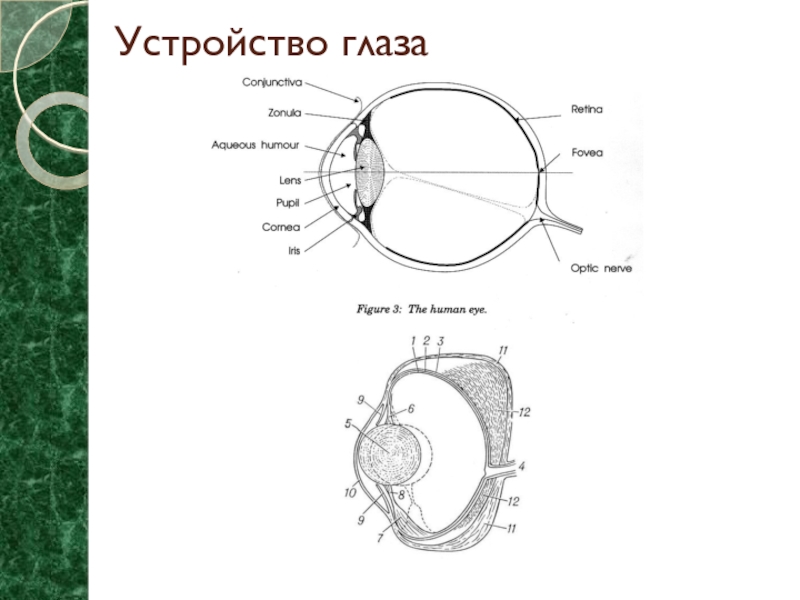 Устройство око. Устройство глаза Жданов. Точка периферии глаз в косметике.