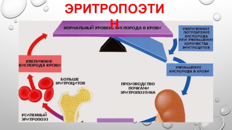 Приводит к увеличению уровня. Эритропоэтин гормон. Эритропоэтин механизм. Эритропоэтин гормон почек. Эритропоэтин функции.