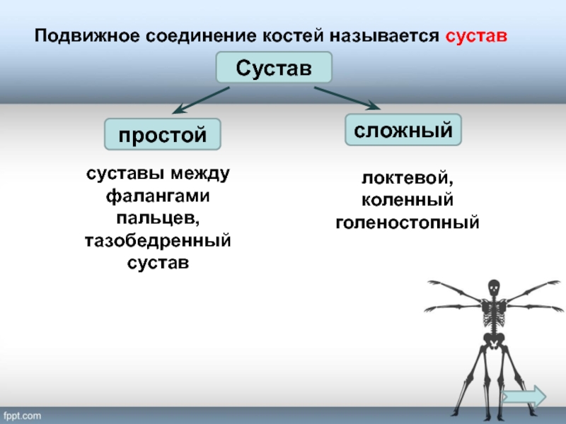 Подвижные соединенные. Подвижное соединение костей называют. Подвижные соединения суставы 8 класс. Подвижное соединение костей это 1. сустав. Суставы биология 8 класс.