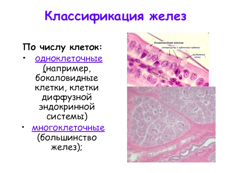 Ткань желез. Бокаловидные клетки препарат. Классификация желез по количеству клеток. Одноклеточные бокаловидные клетки. Классификация желез по числу клеток.