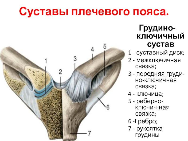 Связки плечевого сустава анатомия