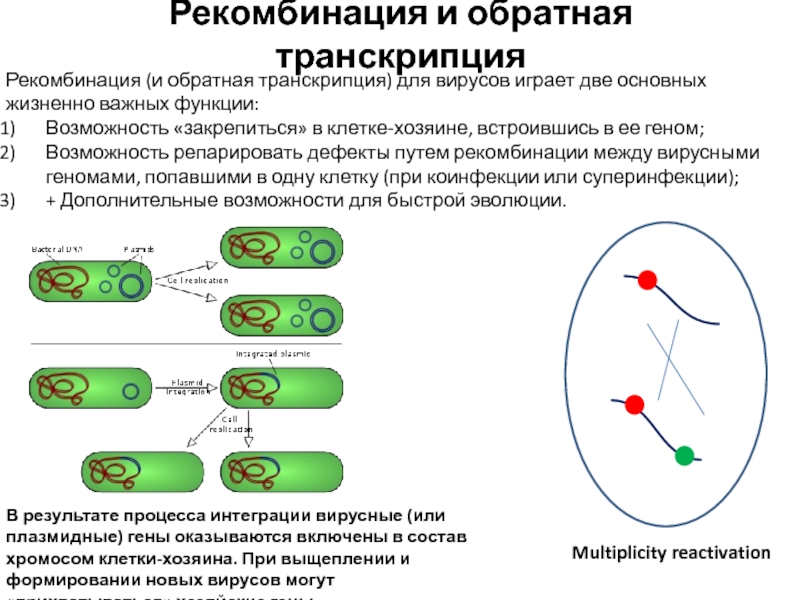 Рекомбинация в физике. Рекомбинация Эволюция. Рекомбинация вирусов. Рекомбинация вирусных геномов.