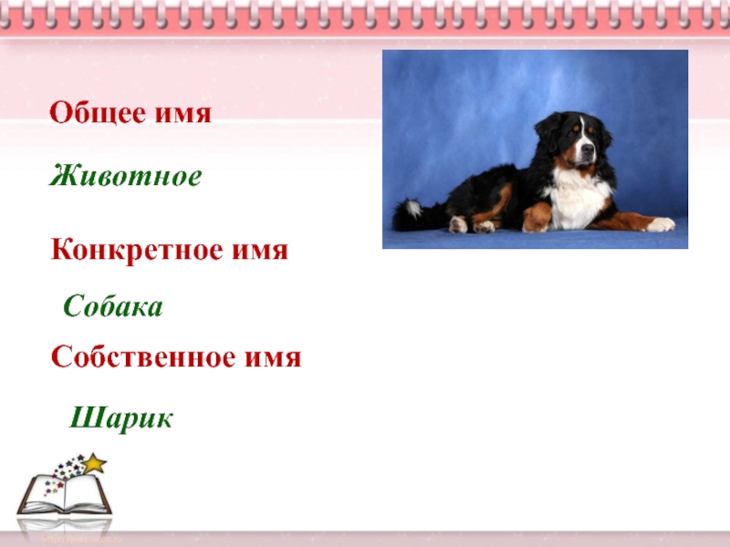 Общие имена. Общее имя конкретное имя собственное имя. Шарик кличка собаки. Имена собственные собака. Любое имя для питомца.