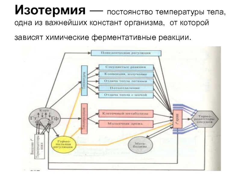 Схема функциональной системы терморегуляции