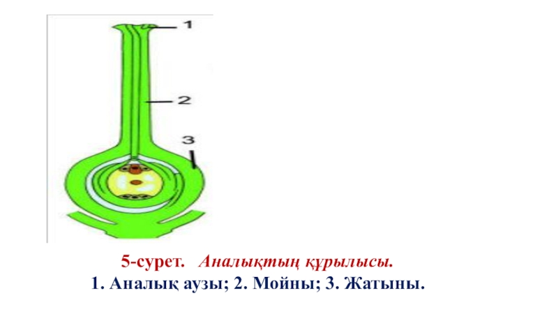 Гүлдің құрылысы. Гүл құрылысы презентация. Өсімдіктердің ұрықтануы презентация. Гүлдің құрылысы презентация. Тозаңдану дегеніміз не.