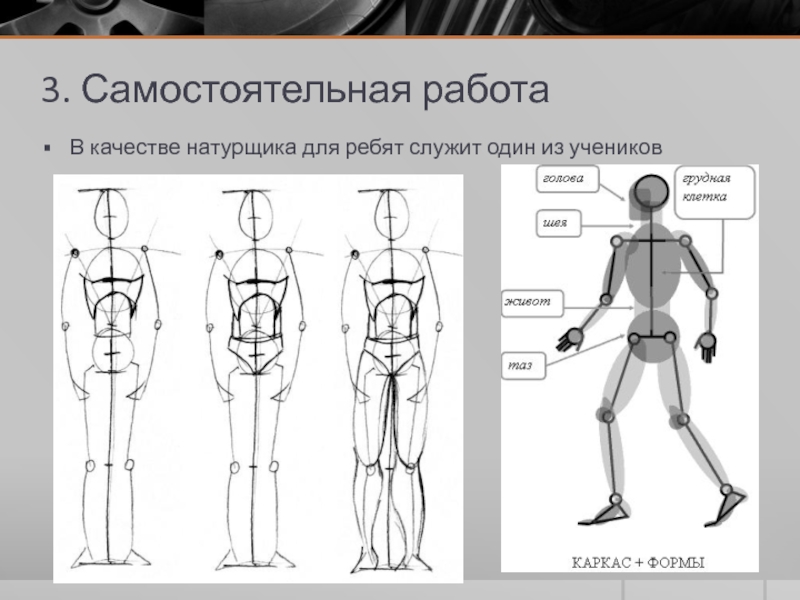 Пропорции человека презентация