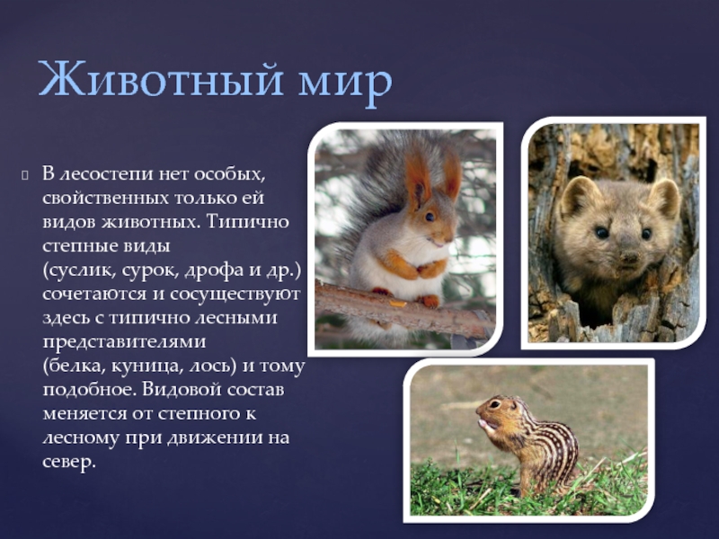 Зона лесостепей животный мир. Животный мир лесостепи и степи в России. Животный мир лесостепи и степи в Евразии. Животные обитающие в лесостепи.