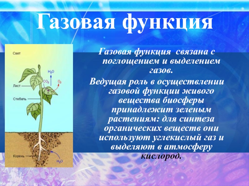 Функция связать. Газовая функция живого вещества в биосфере. Газовая функция биосферы. Газовая функция живых организмов. Газовая функция примеры.