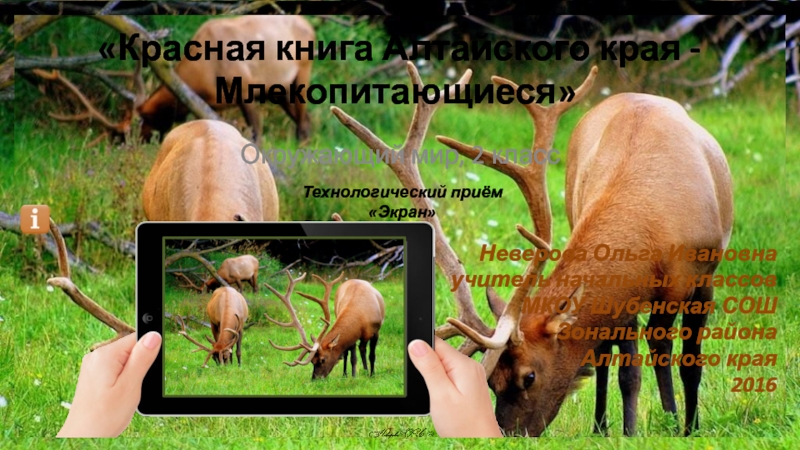Красная книга Алтайского края - Млекопитающиеся 2 класс