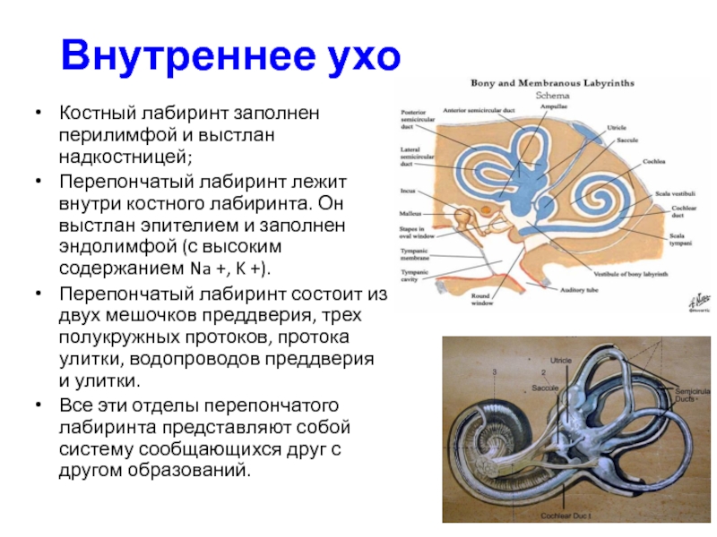 Схема строения преддверно улиткового органа