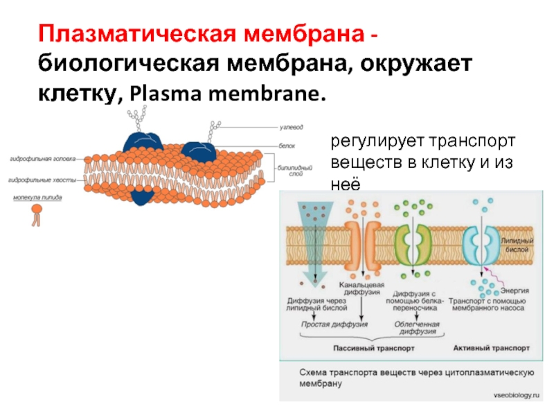 4 функция плазматической мембраны