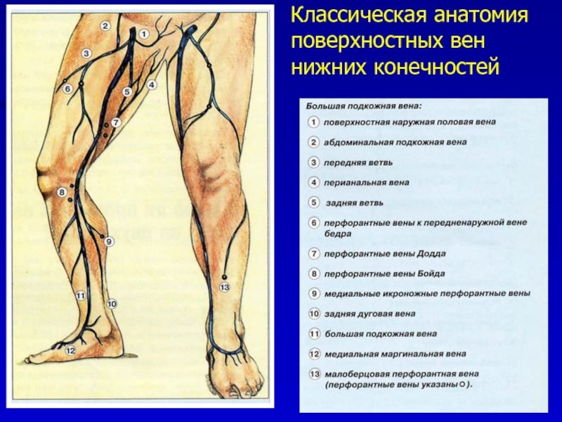 Вены нижних конечностей поверхностные и глубокие фото