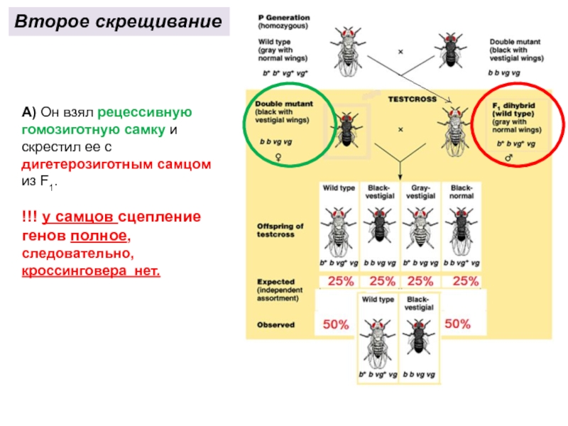 Схема скрещивания дрозофил