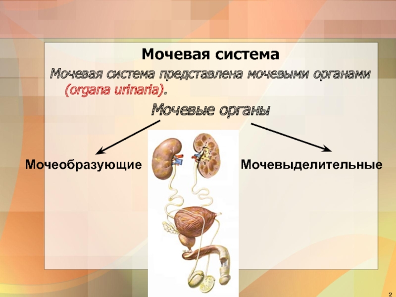 Функция мочевых органов. Мочевая система. Мочевыделительная система человека. Мочевые органы. Органы мочевой системы.